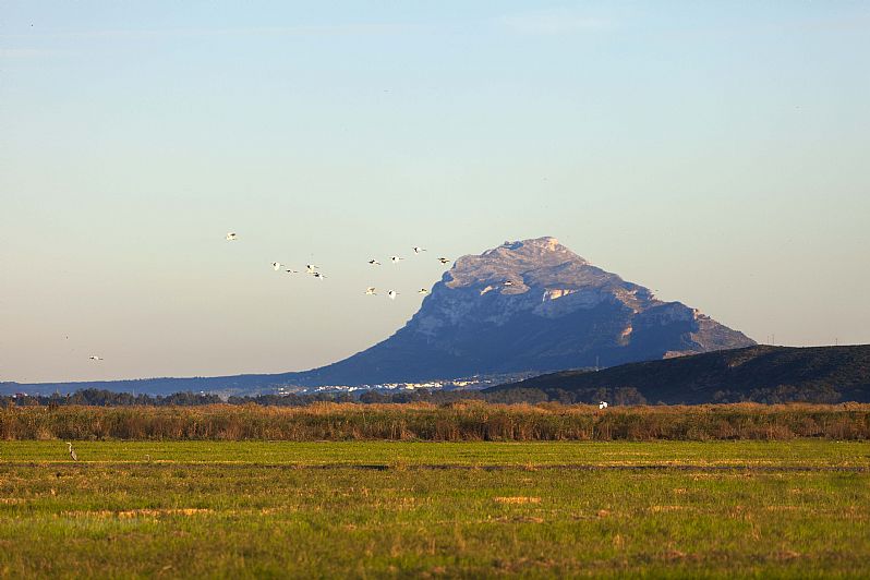 Oliva-Pego Marsh Natural Park, a natural haven in Oliva, Valencia